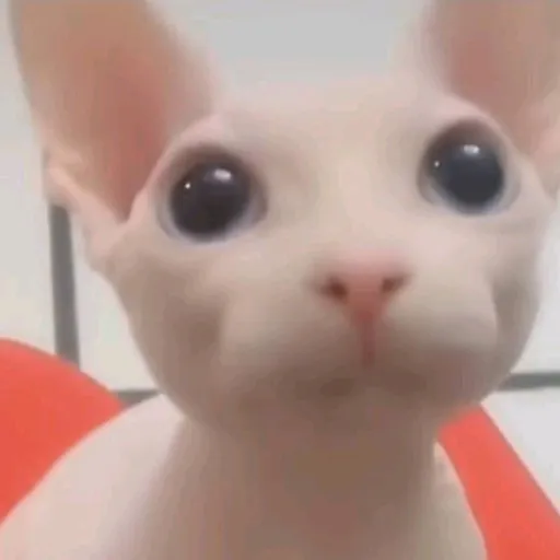 creator Blade1000's avatar