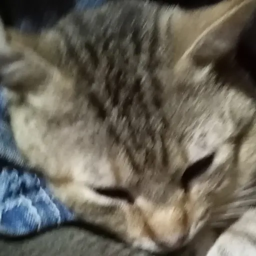 creator min@('owo('s avatar