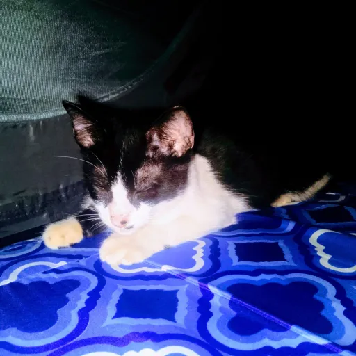 creator Cat owner's avatar