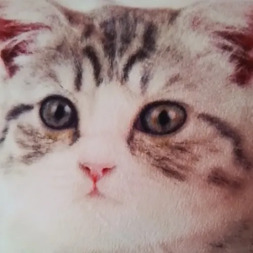 creator ❤️✌️Jasmine✌️❤️'s avatar