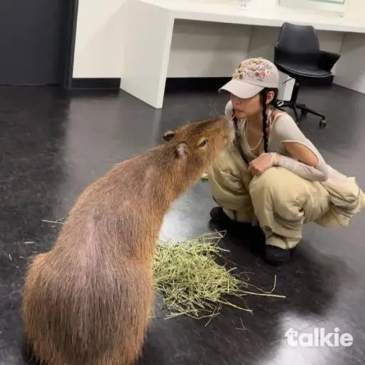 creator Talkior-KhRjQtHC's avatar