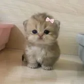 creator ~Liz•'s avatar