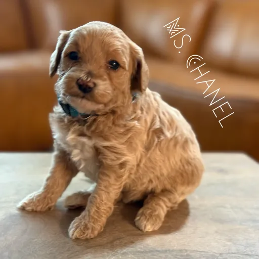 talkie's author avatar