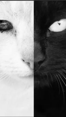 ai character: $ Star. $ background