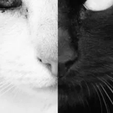 chat with ai character: $ Star. $