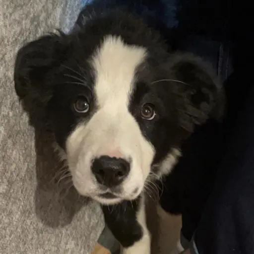 creator wolfydoggo's avatar