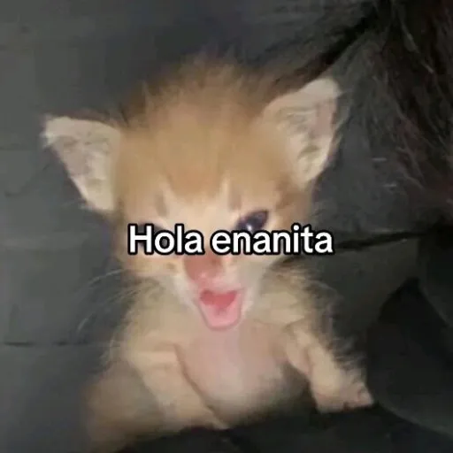 creator Sebas  シ's avatar