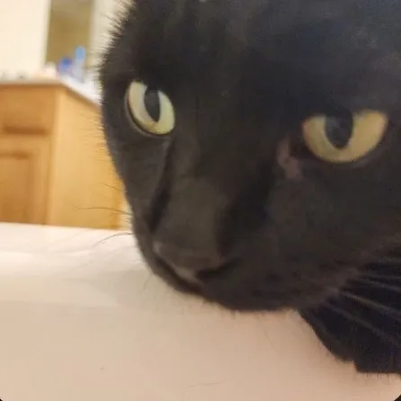 creator bloop3008's avatar