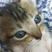 creator •|NATASHA^^'s avatar