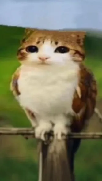 ai character: Meowl background