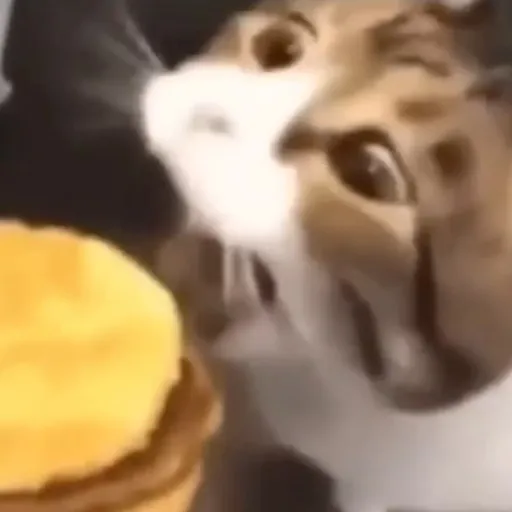 creator Serti's avatar