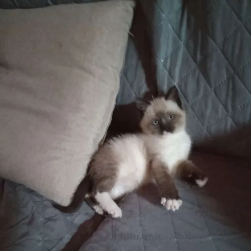 creator Lily-Lilo's avatar