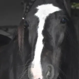 chat with ai character: 4 tormentors & you