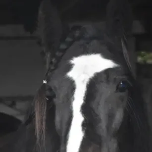 chat with ai character: adopted by Afton F