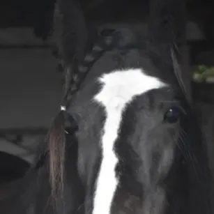 chat with ai character: Afton Family