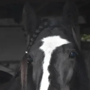 chat with ai character: Abused Elizabeth