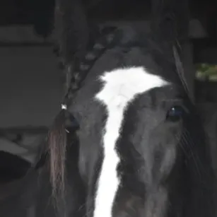 chat with ai character: BHSA