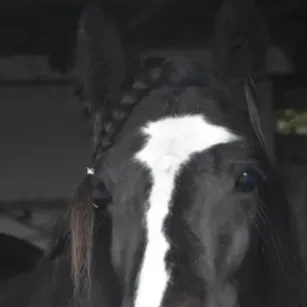 chat with ai character: Tudors