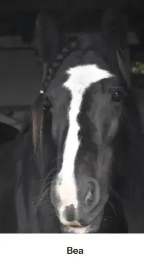 ai character: Shasha and Milo  background