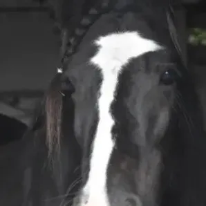 chat with ai character: Shasha and Milo 