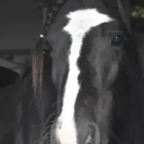 chat with ai character: Saja Boys x You 