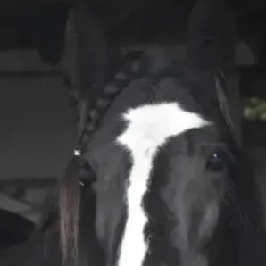 chat with ai character: Saja Boys