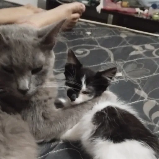 creator Eglerson's avatar