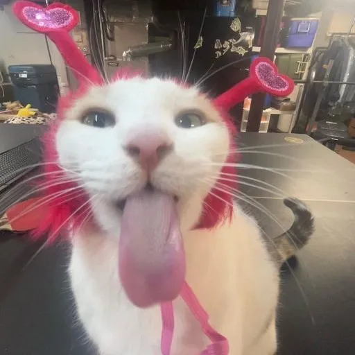 creator ฅ^ >ヮ<^₎Gh✯st_'s avatar