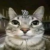 creator NexxxZ's avatar