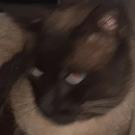 creator FanSaiko_MeneBR's avatar