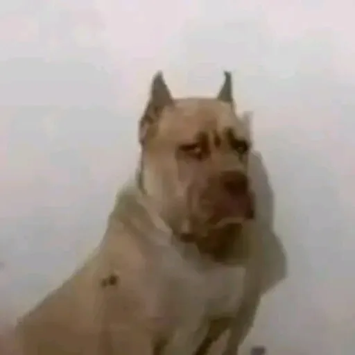 creator tocino 🥓🥓🥓's avatar