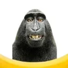 chat with ai character: Monkey Banana Jump