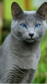 ai character: 💜Texting Jax📱 background