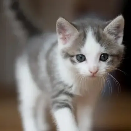 creator Ruby/rubin's avatar