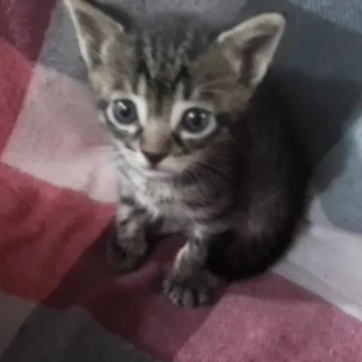 creator Lillie Dragony's avatar