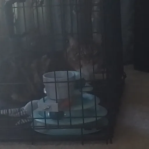 creator Wolf Knight25's avatar