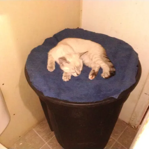 creator Ezia Herrera blaze's avatar