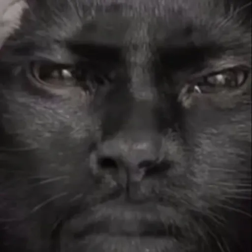 creator Flumpus1950's avatar