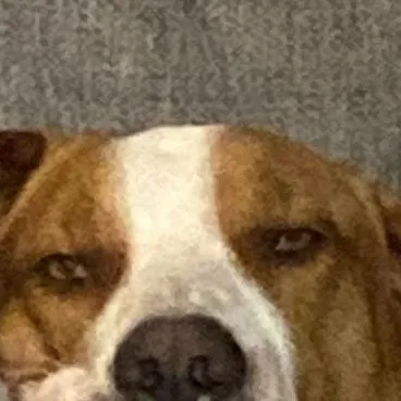 creator lika-ghost's avatar