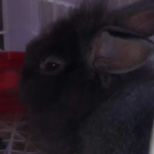 creator A.ng3_la's avatar