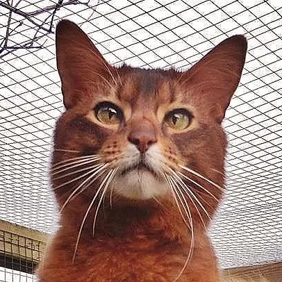 chat with ai character: ||ℝ𝕌𝕊𝕋𝕊𝕋𝔸ℝ||