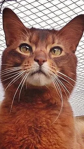 ai character: ||ℝ𝕌𝕊𝕋𝕊𝕋𝔸ℝ|| background