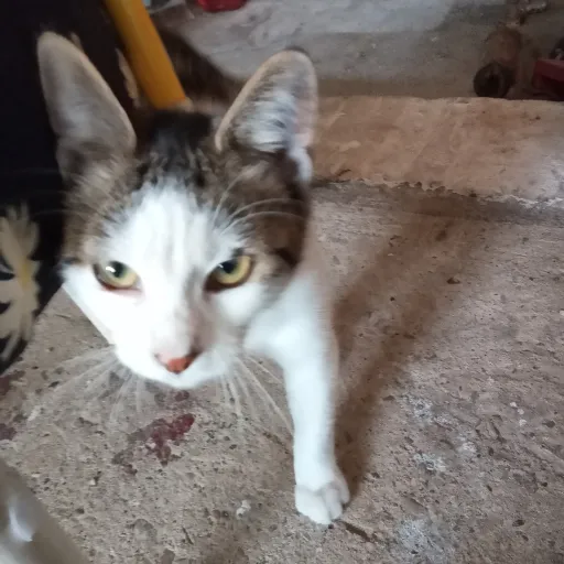 creator SaKuRa KiTtEn's avatar