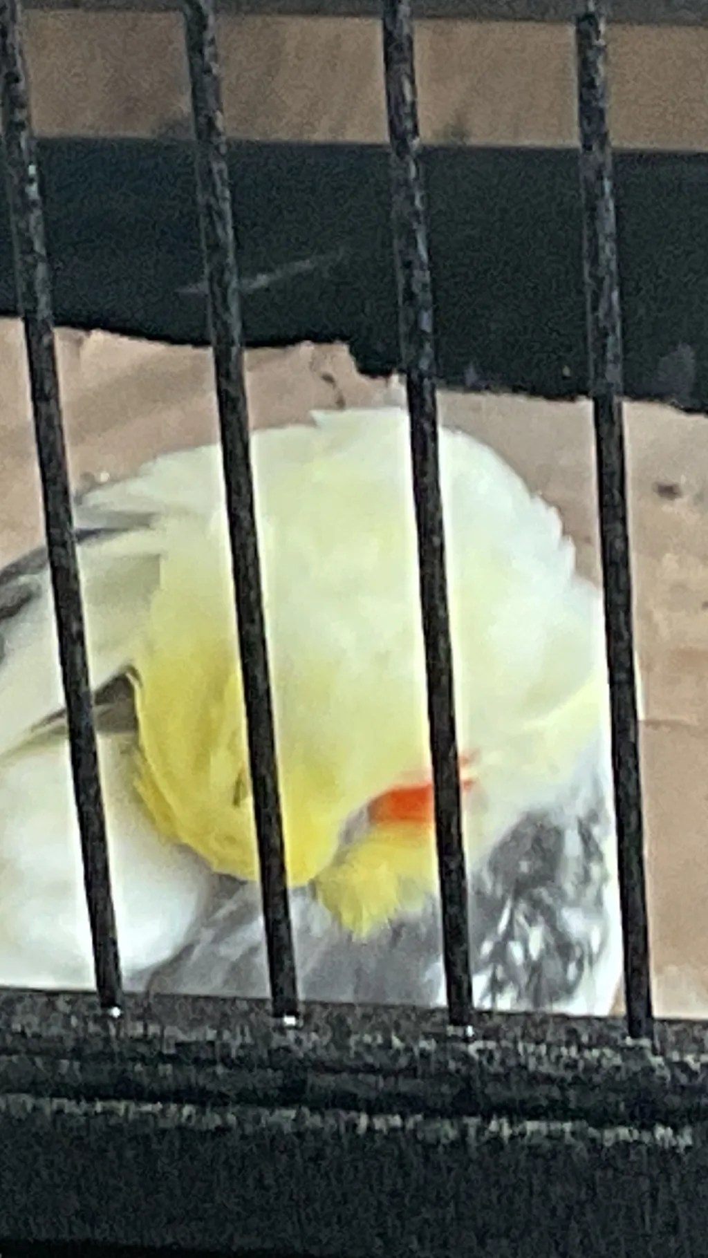 ai character: fat sleeping bird background