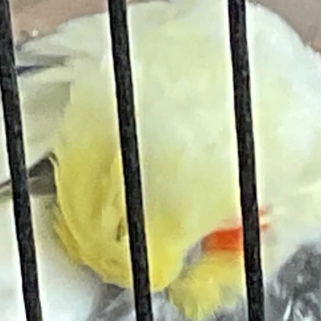 chat with ai character: fat sleeping bird