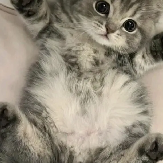 chat with ai character: michi