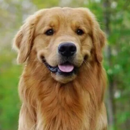 creator LIL-T123's avatar