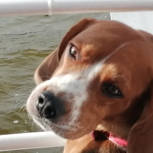 creator dakoda o zafiro's avatar