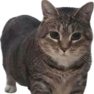 creator Oia Cat🐱's avatar