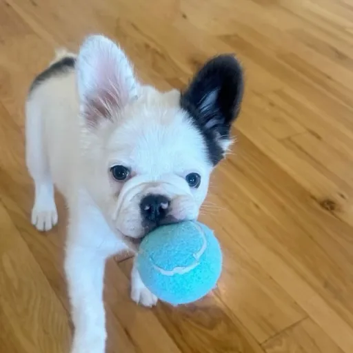 creator ✯M1guel✯'s avatar